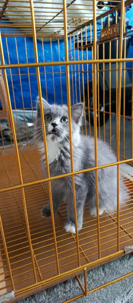 Kucing BSH mix kelamin betina