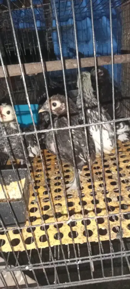 Ayam batik anakan