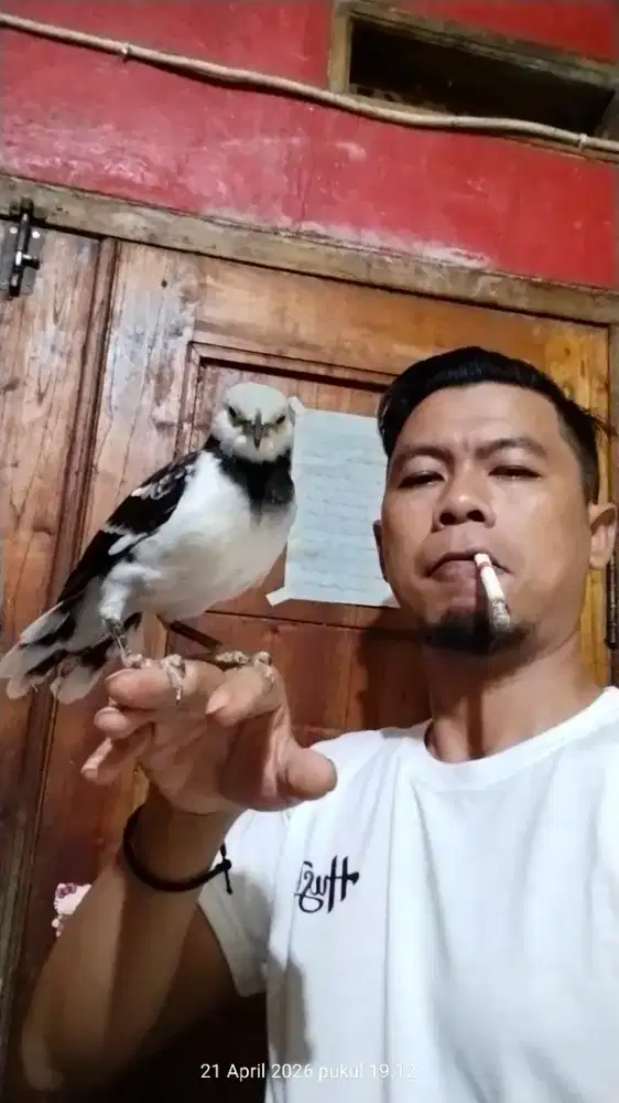 jalak hongkong jinak gacor
