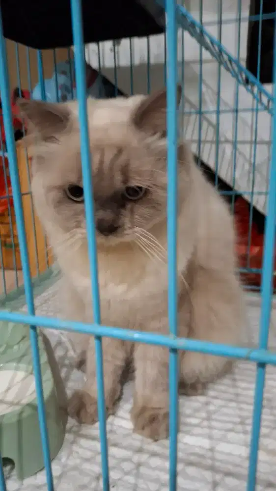 Lepas adopsi Persia Himalaya jantan 1 tahun