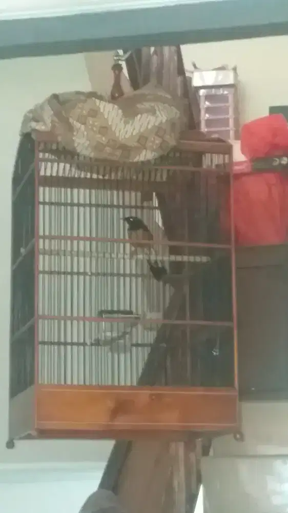 Murai borneo jantan