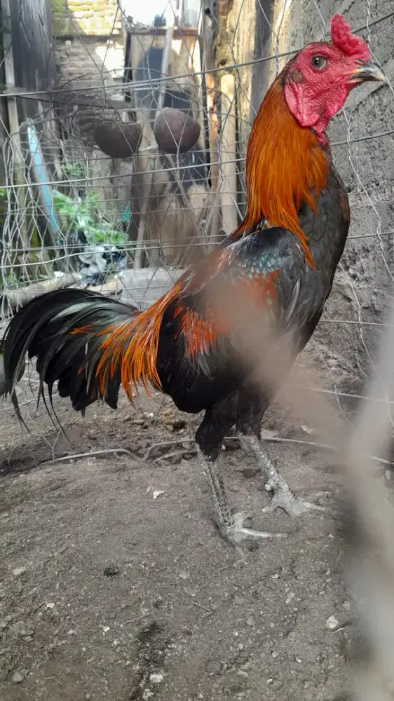 Ayam aduan pukul keras