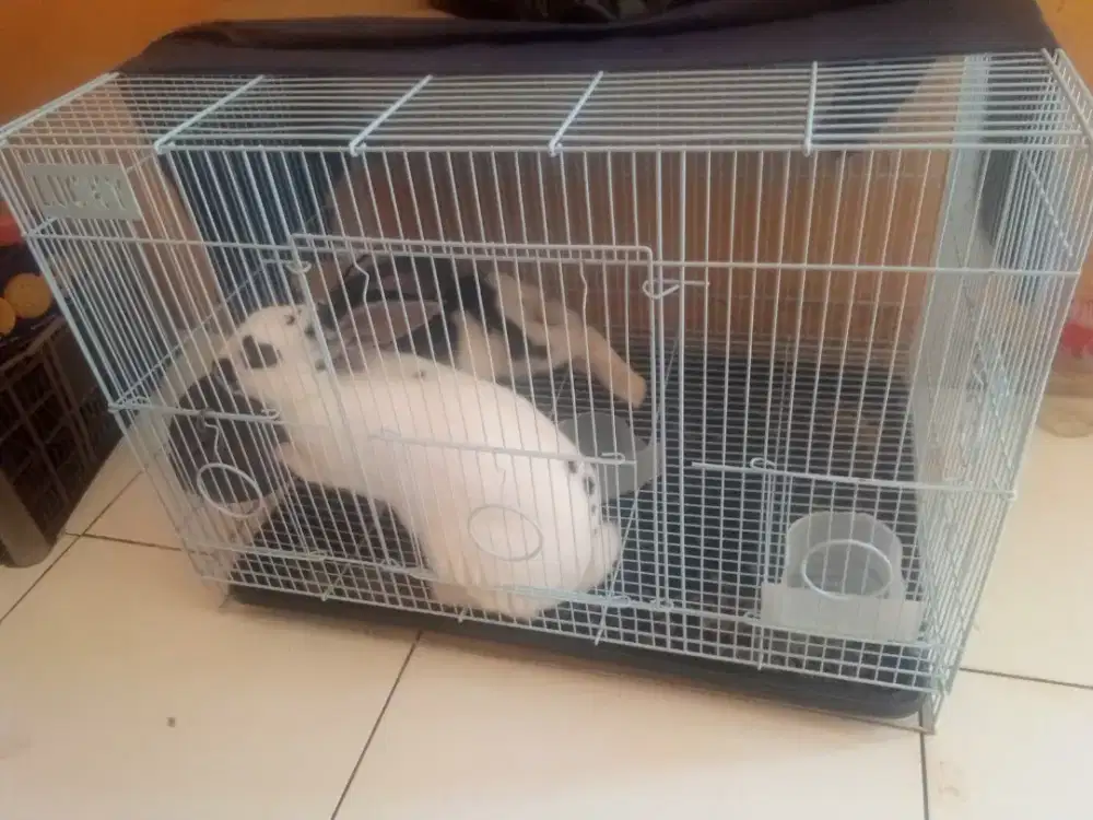 kelinci ras Rex murni