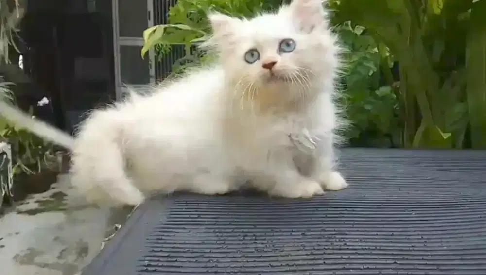 Lepas adopt kitten