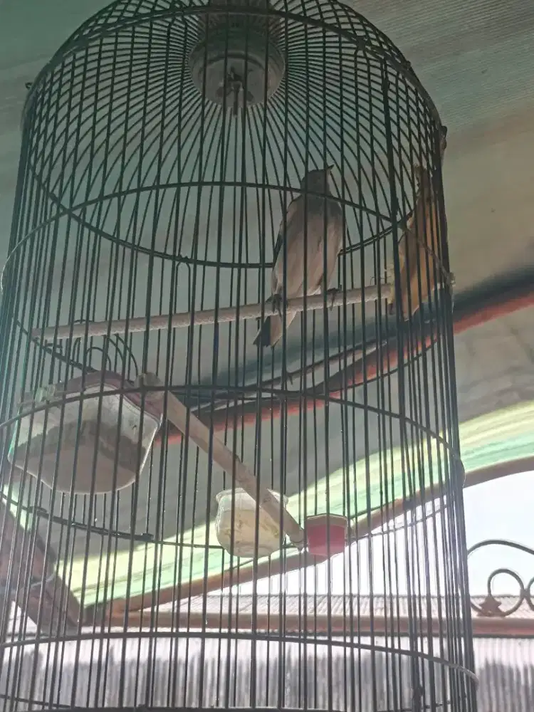 Jalak kapas terpantau bunyi burja