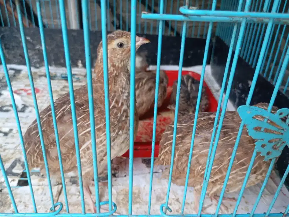 BURUNG PUYUH HASIL TERNAK SENDIRI