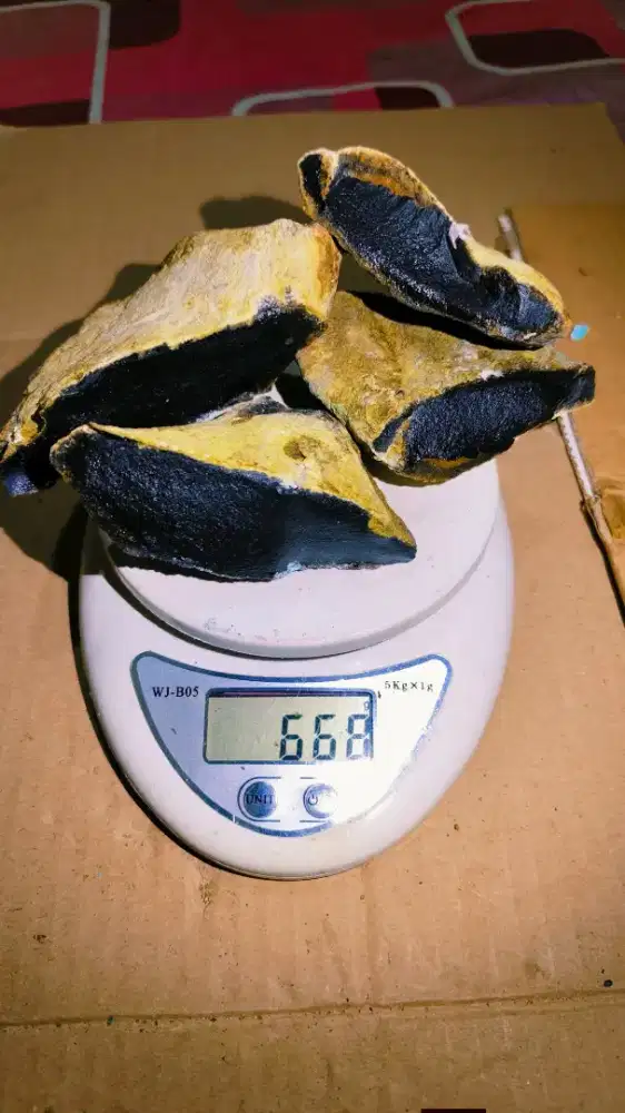 Bacan rough hitam kenari 668gram
