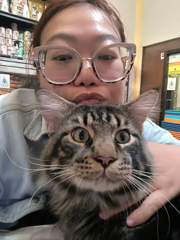 Kucing Maincoone jantan