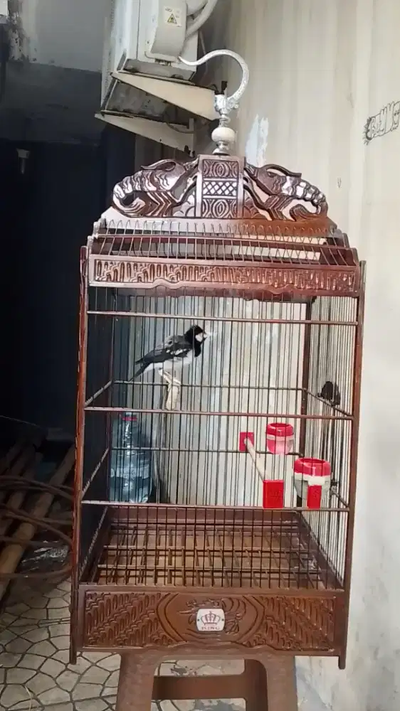 jalak suren jantan istimewa