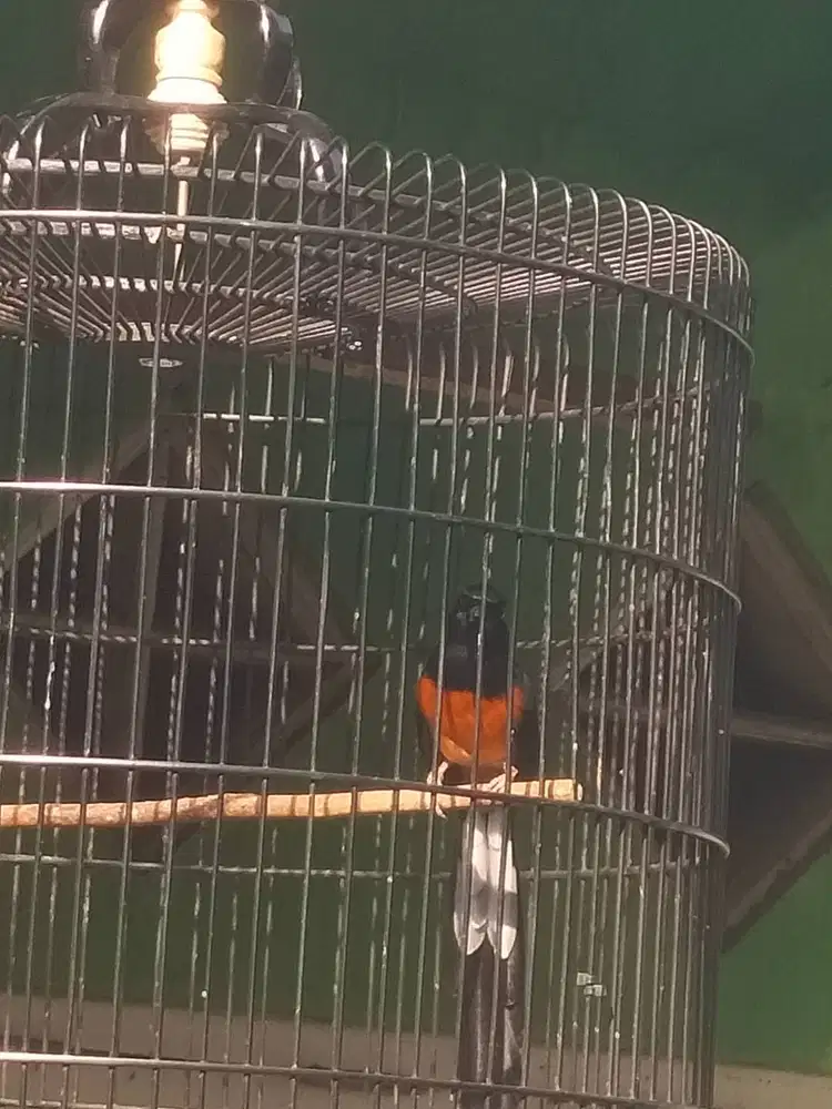 Burung Murai batu
