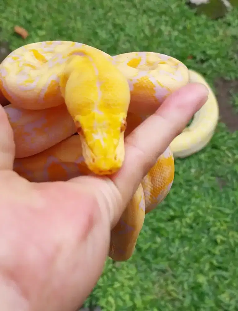 Tiger lavender baby
