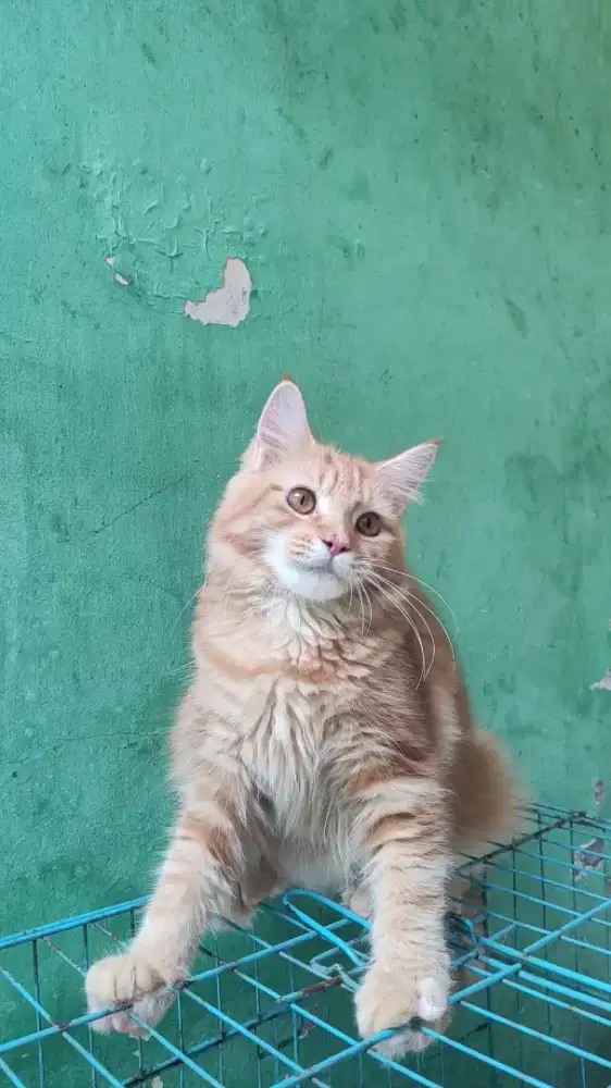 Kucing Mainecoon