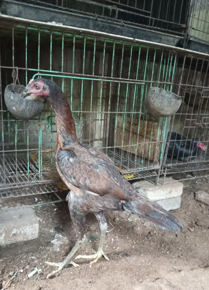 ayam mangon gen bulbi betina
