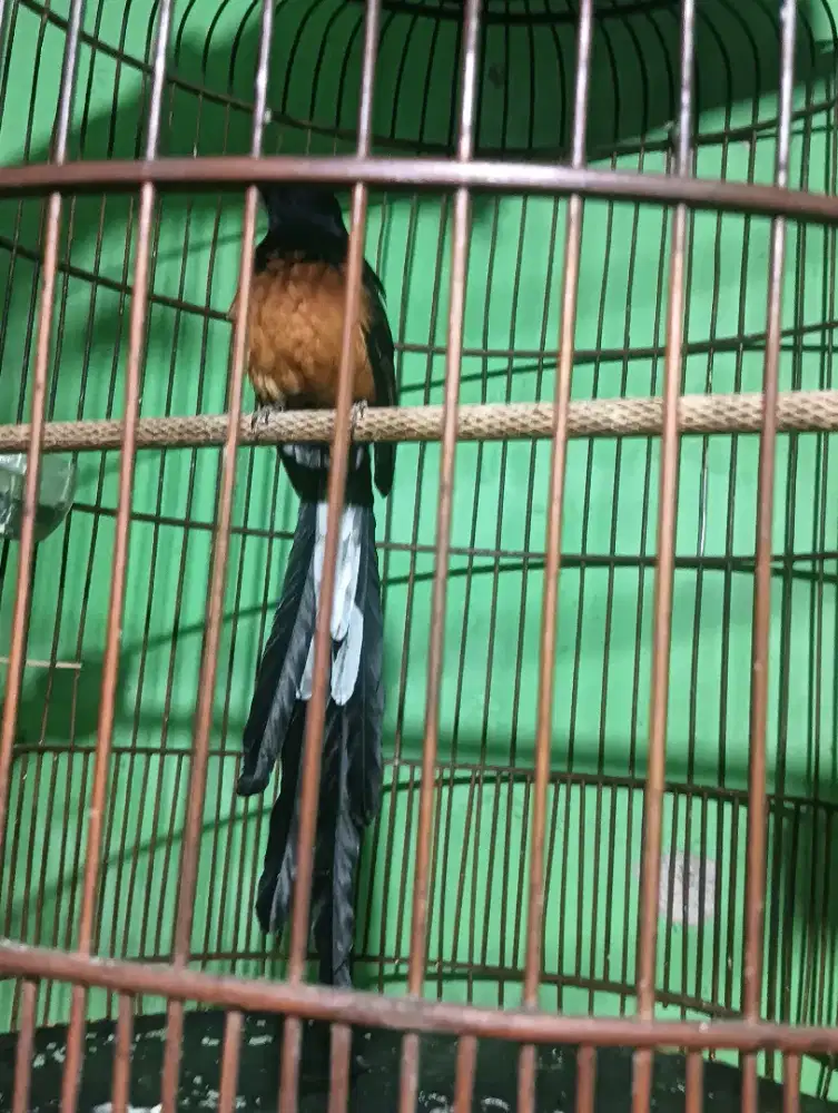 Burung murai batu ekor 30cm