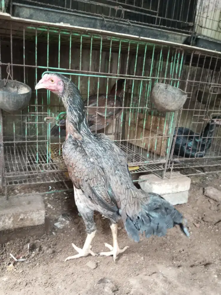 ayam babon bangkok mangon betina siap pro
