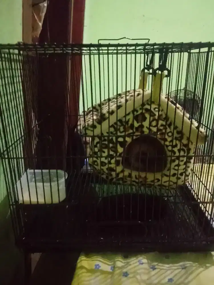 Sugar glider leutistic jantan