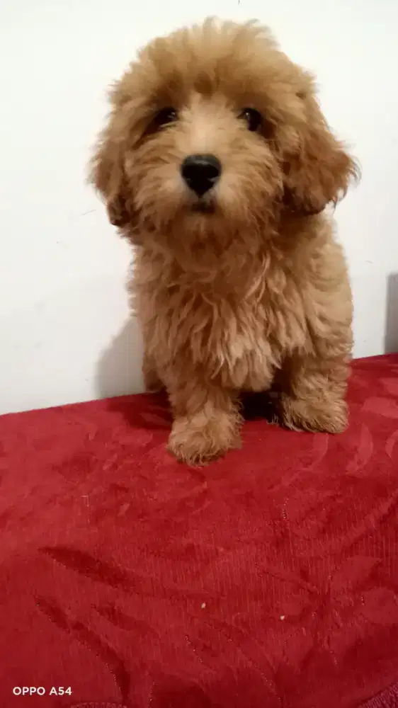 Maltese poodle (Maltipoo)