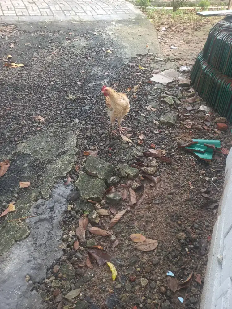 Dijual ayam rintik