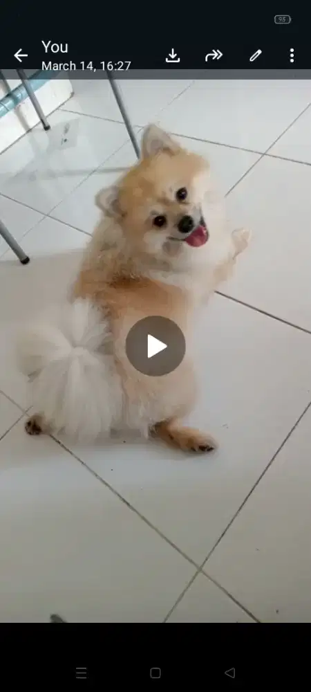 Pom Pom Menawan Hati