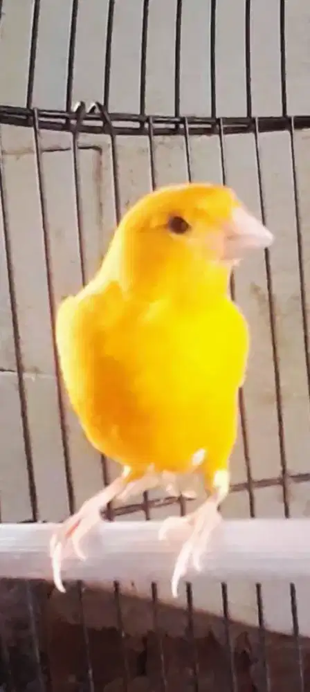 BURUNG KENARI BUNYI  ISIAN CIBLEK LB PRENJAK BURJA