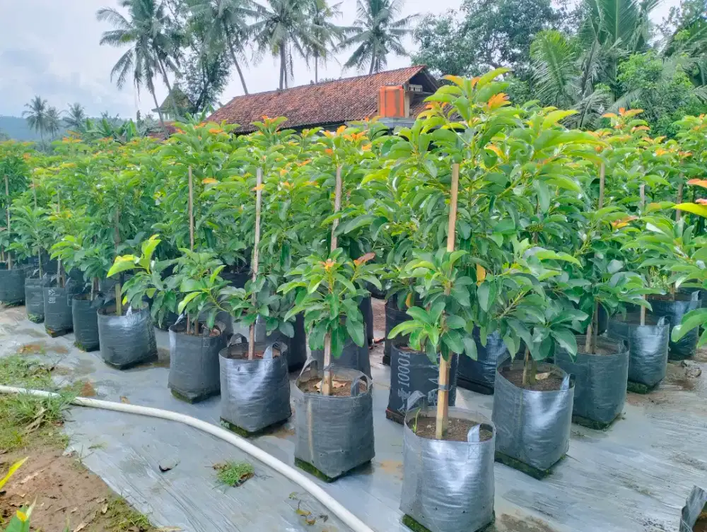 Bibit Alpukat Pluwang Planterbag Tinggi 1m