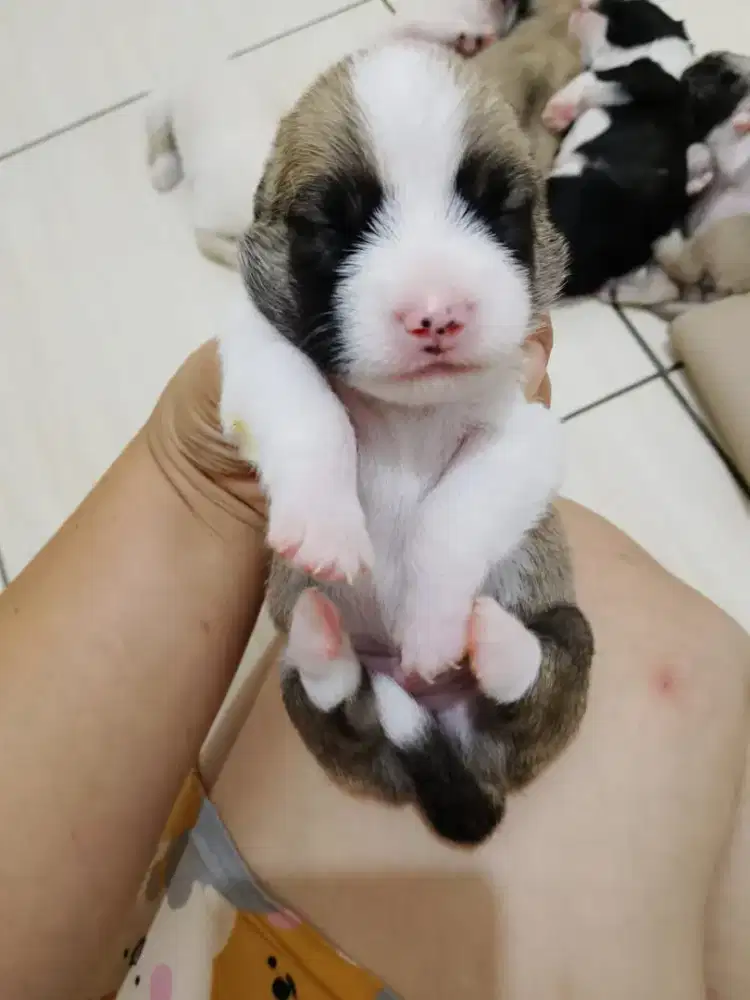 Adopt Anjing Poddle mix Tzizu