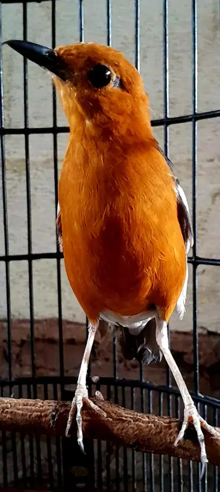 BURUNG ANIS MERAH BUNYI WIKSAR MINUS MATA 1 KENCES