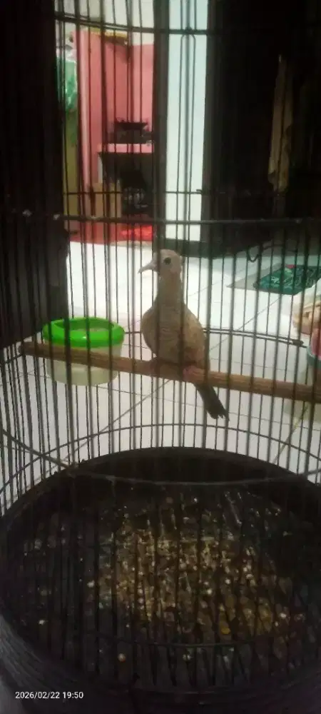 Burung perkutut silver mojopahit