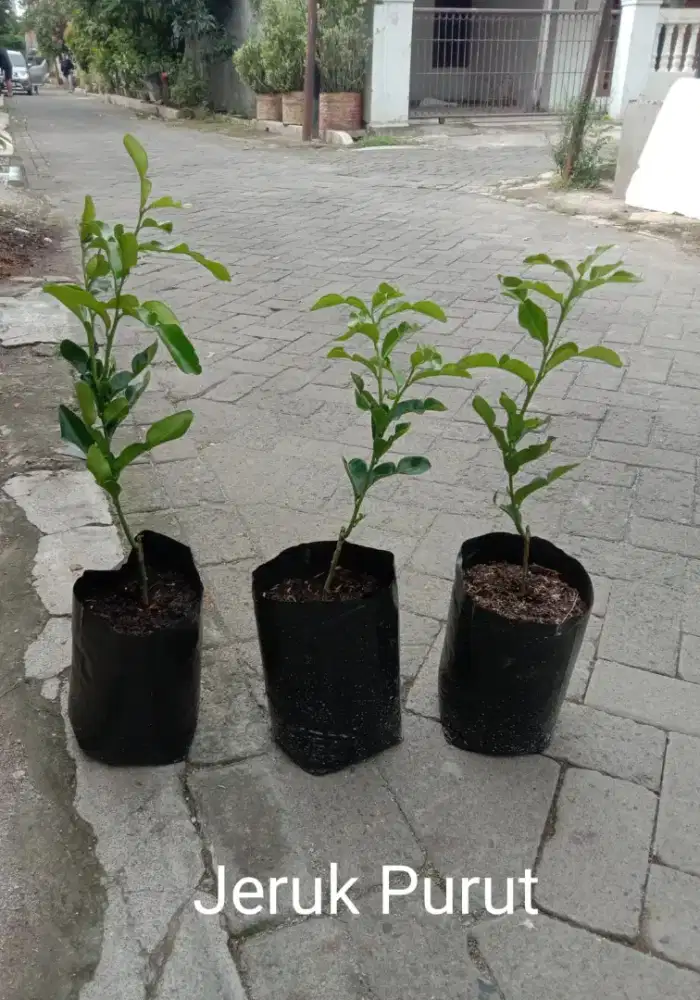 Tanaman Daun Jeruk Purut