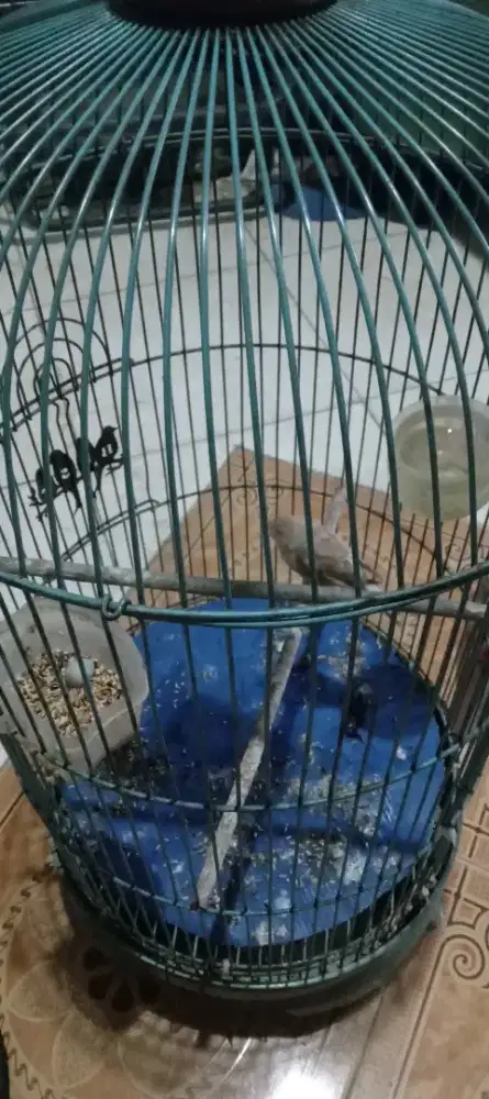 Burung kenari betina loper