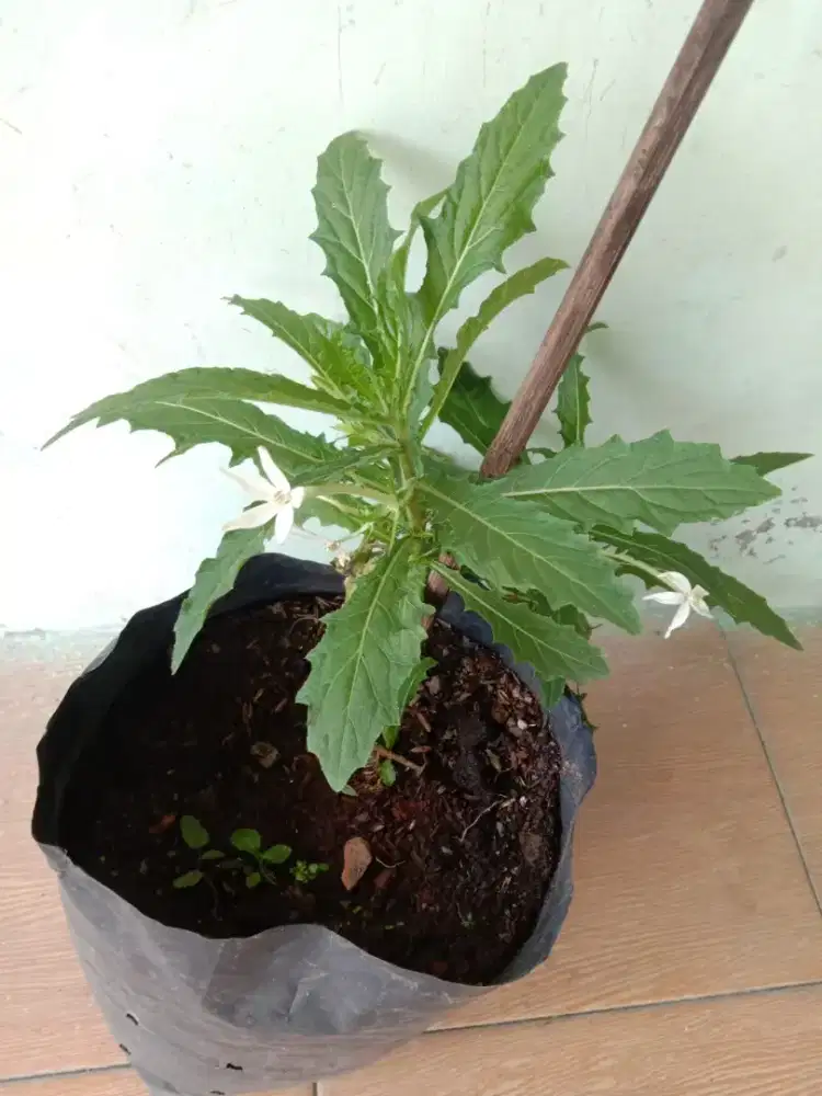 Tanaman Obat Herbal Daun Kitolod