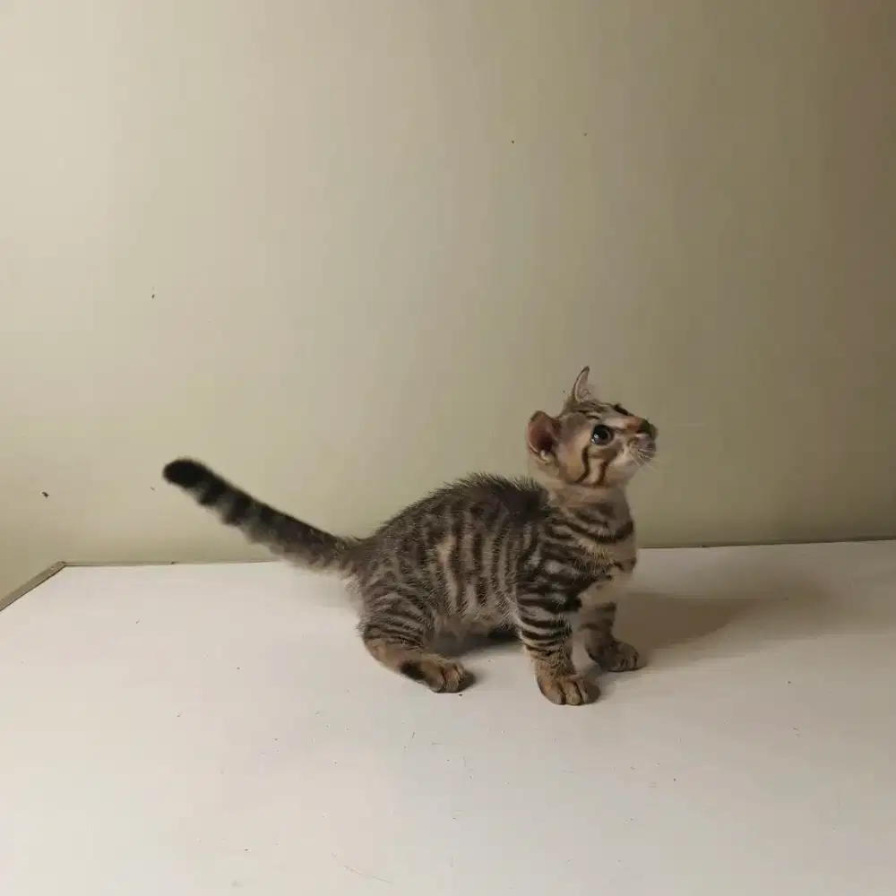 Munchkin mix sf jantan