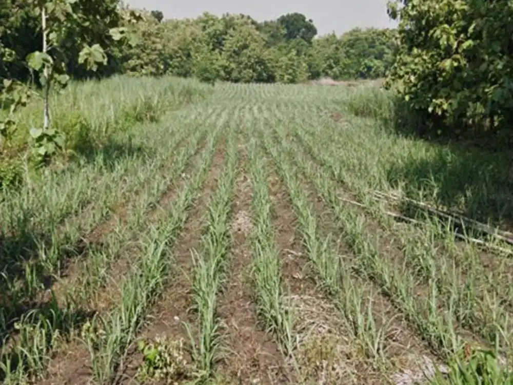 Dijual Lahan Zona Industri Lokasi Sambungmacan,Sragen Luas 860m2
