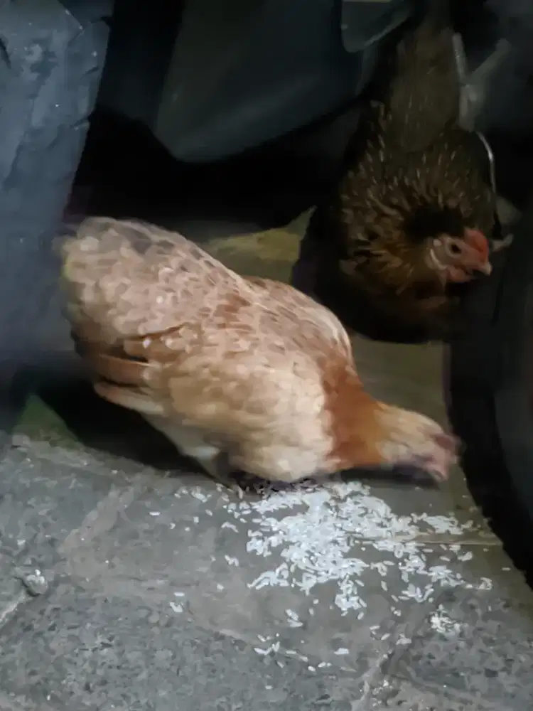 Ayam Kate Siap Bertelur