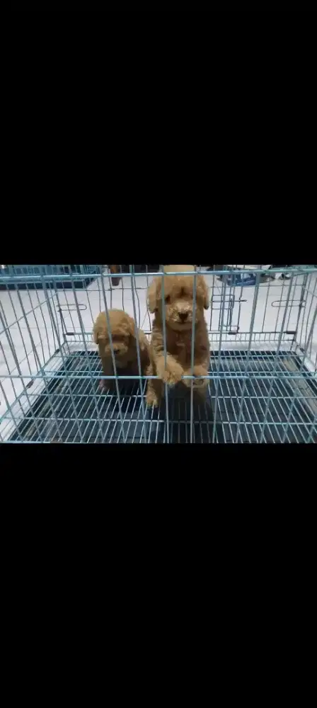Anak anjing poodle