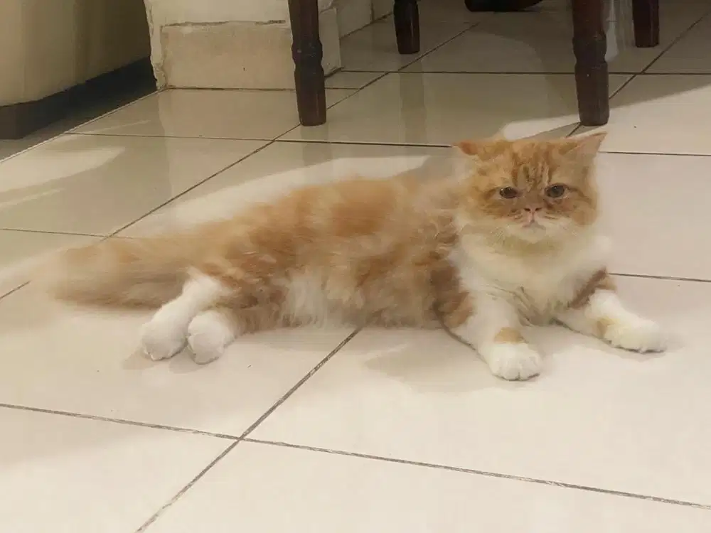 Kucing Peaknose longhair