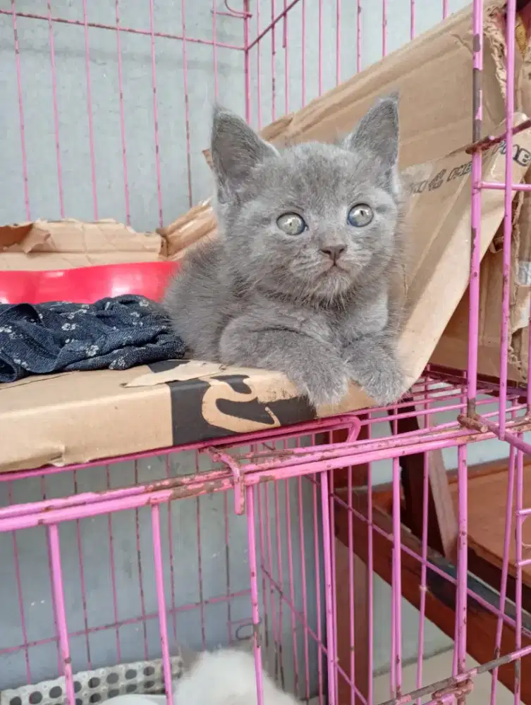Kucing Shorthair