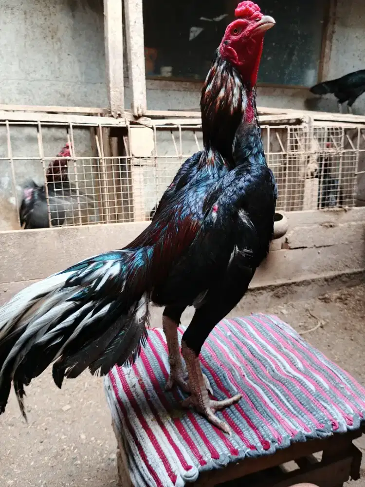 Jual ayam Bangkok sedong