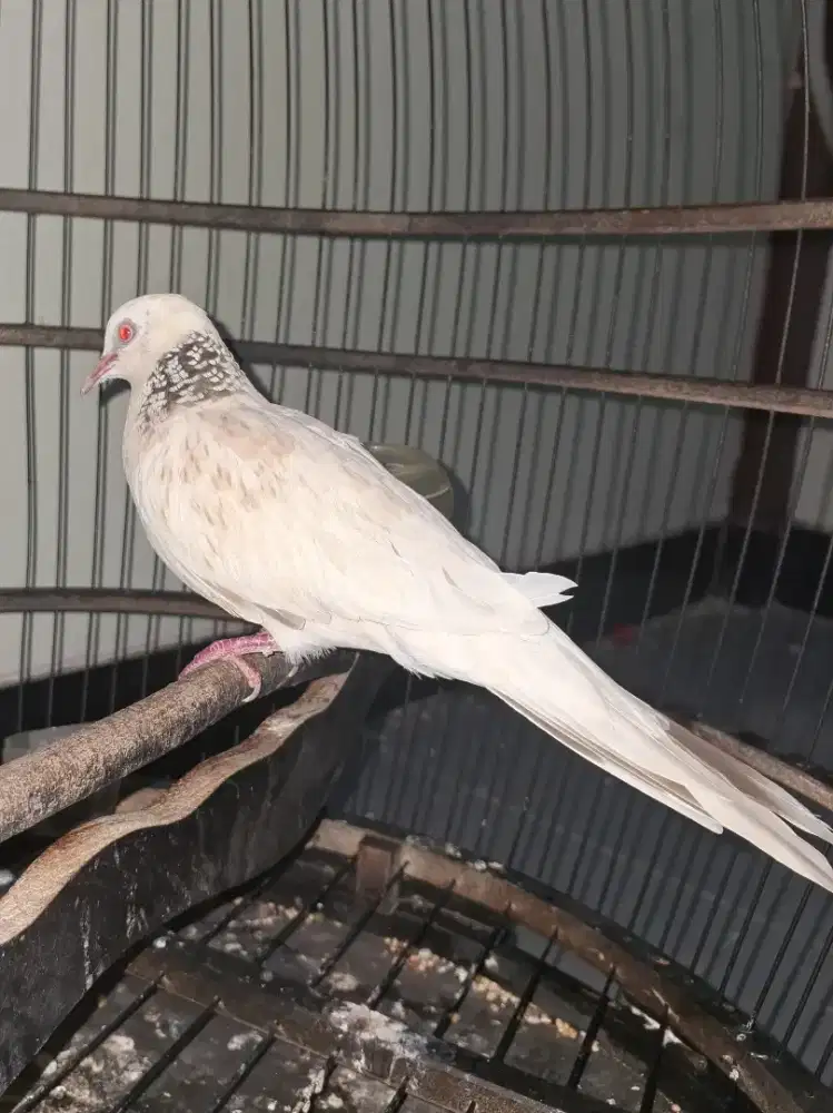 Derkuku GKH Mata Merah Kuk 5 - 6