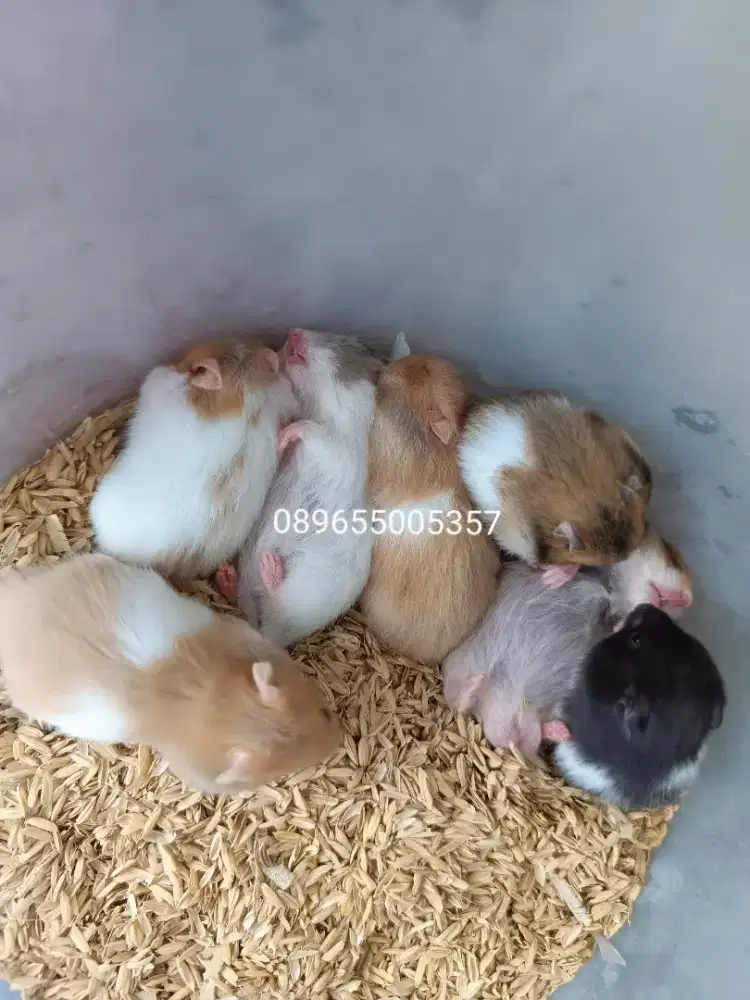 Hamster jinak gemoy