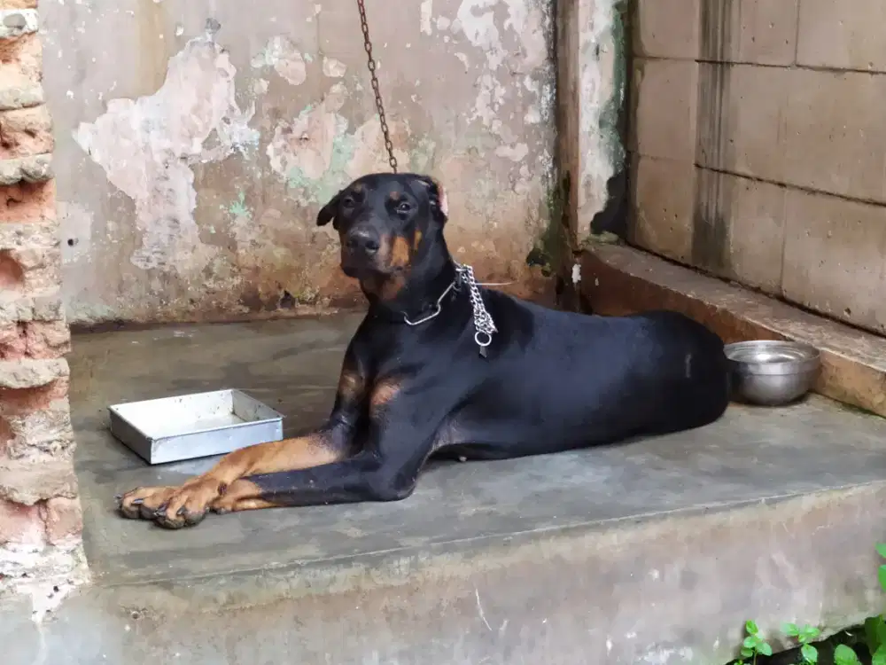 Dijual anjing dobermen beti,bgs...kupir