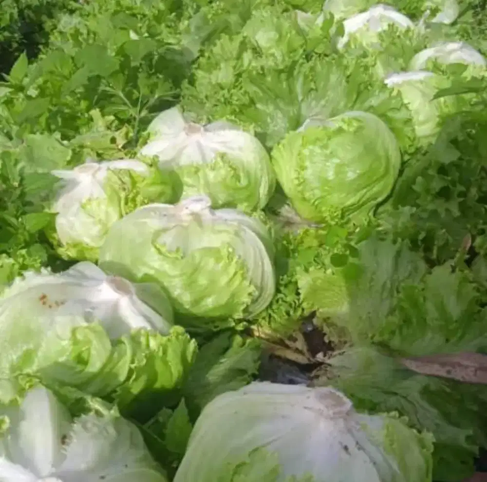 Letuce lotus sayur kebab