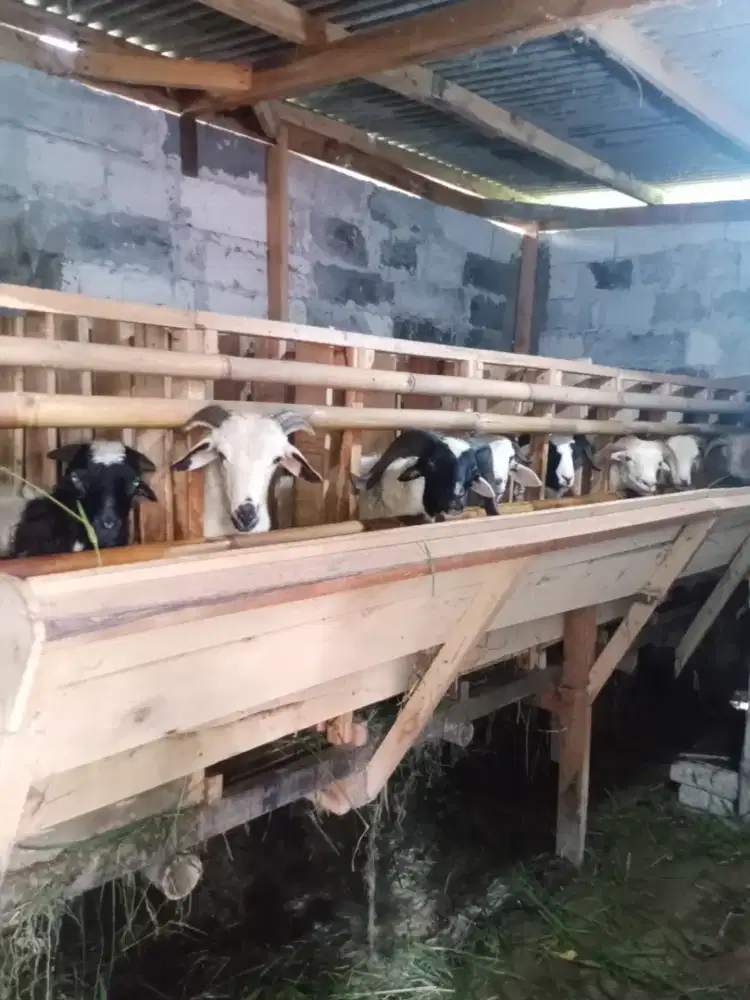 Jual kambing domba qurban idul adha