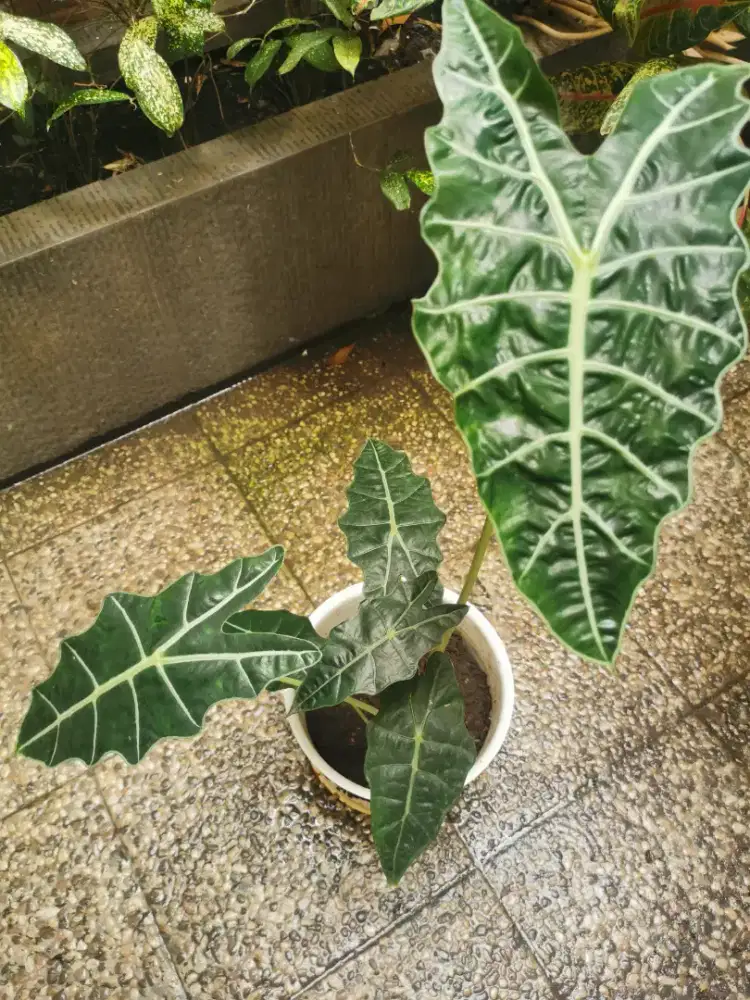Keladi amazon/ Alocasia Amazonica (Tanaman hias)