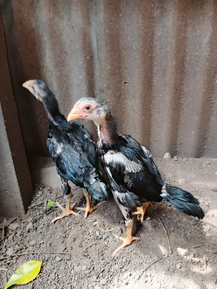 Jual dua ekor anak ayam Bangkok jantan