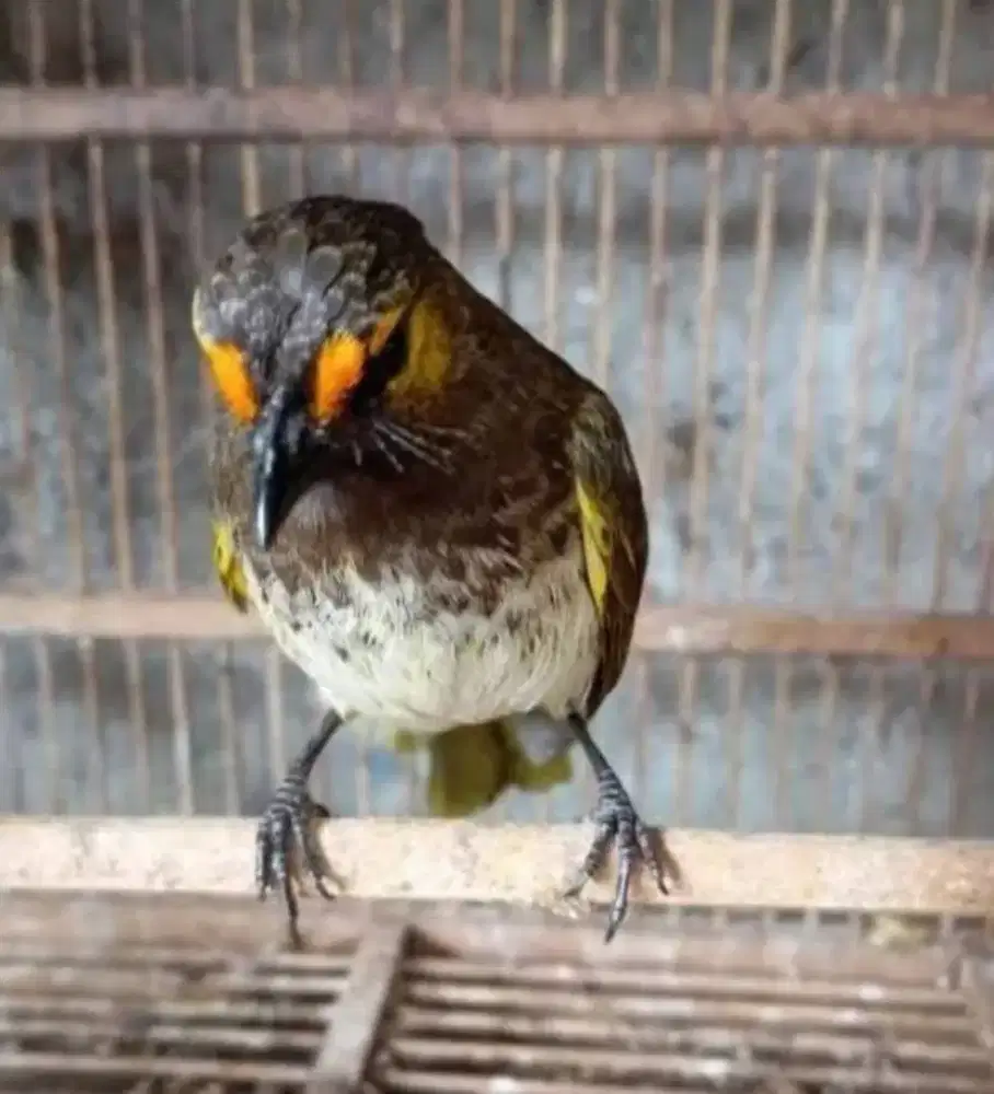 BURUNG CUCAK WILIS