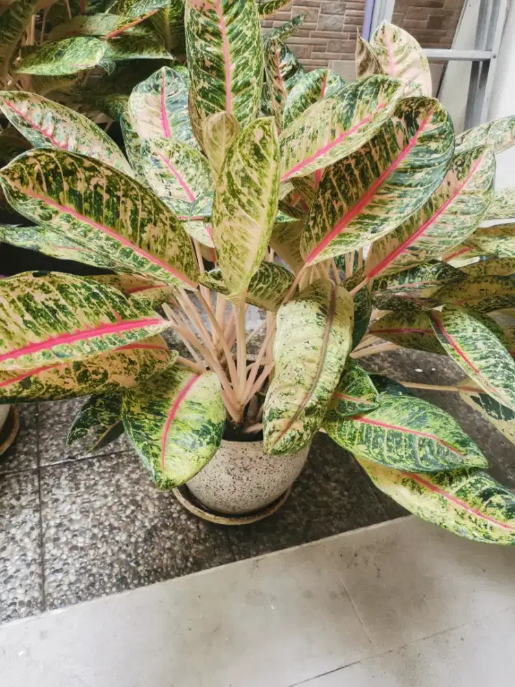 Sri Rejeki/ Aglaonema (Tanaman hias)