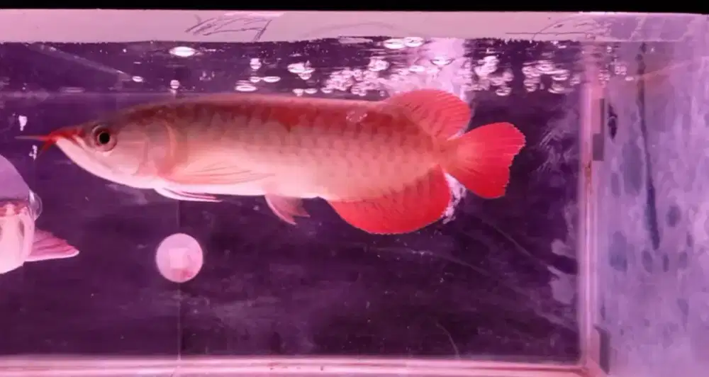 Arwana super red 21-22 cm