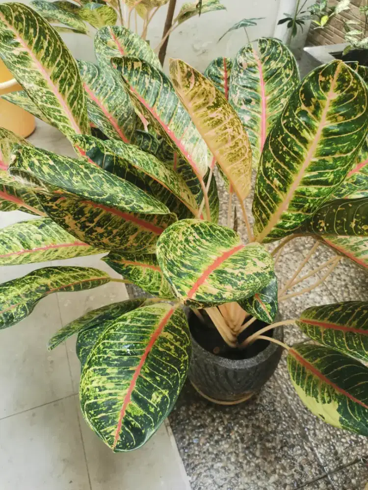 Sri Rejeki/ Aglaonema (Tanaman hias)
