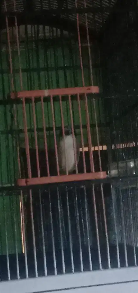 Burung pentet jatim